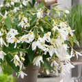 begonia-santa-barbara