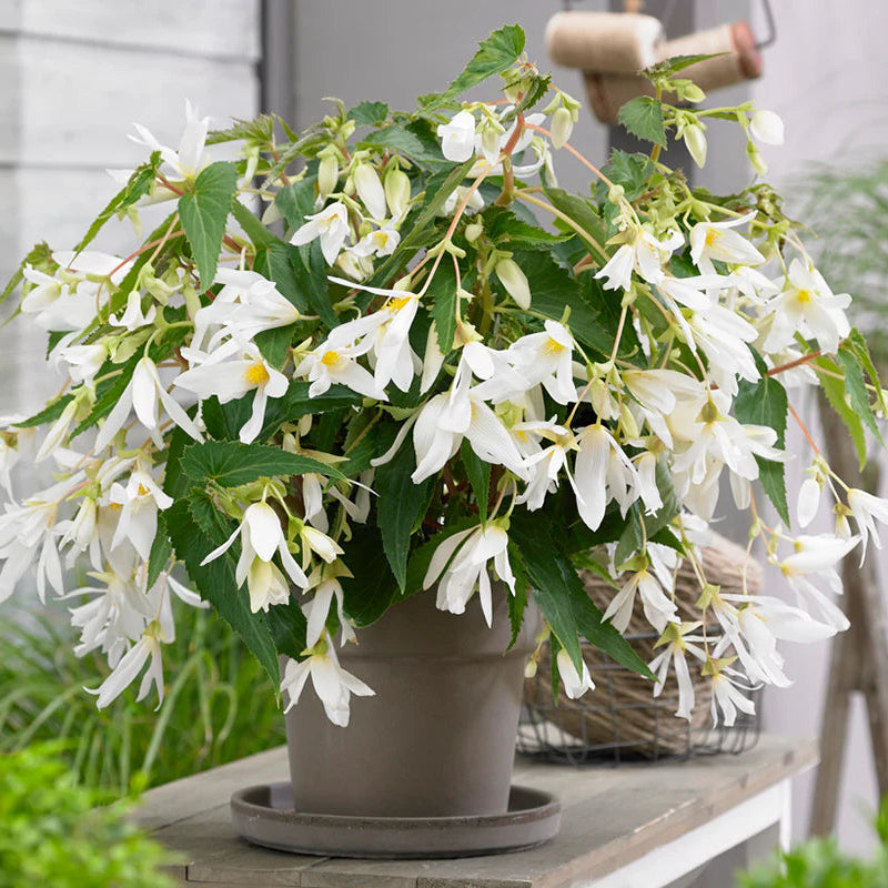 begonia-santa-barbara