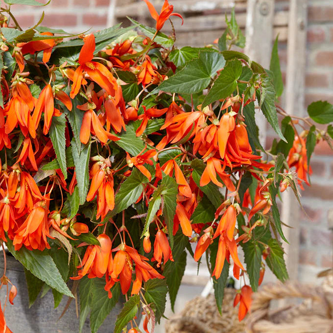 Bégonia Bertini Santa Cruz