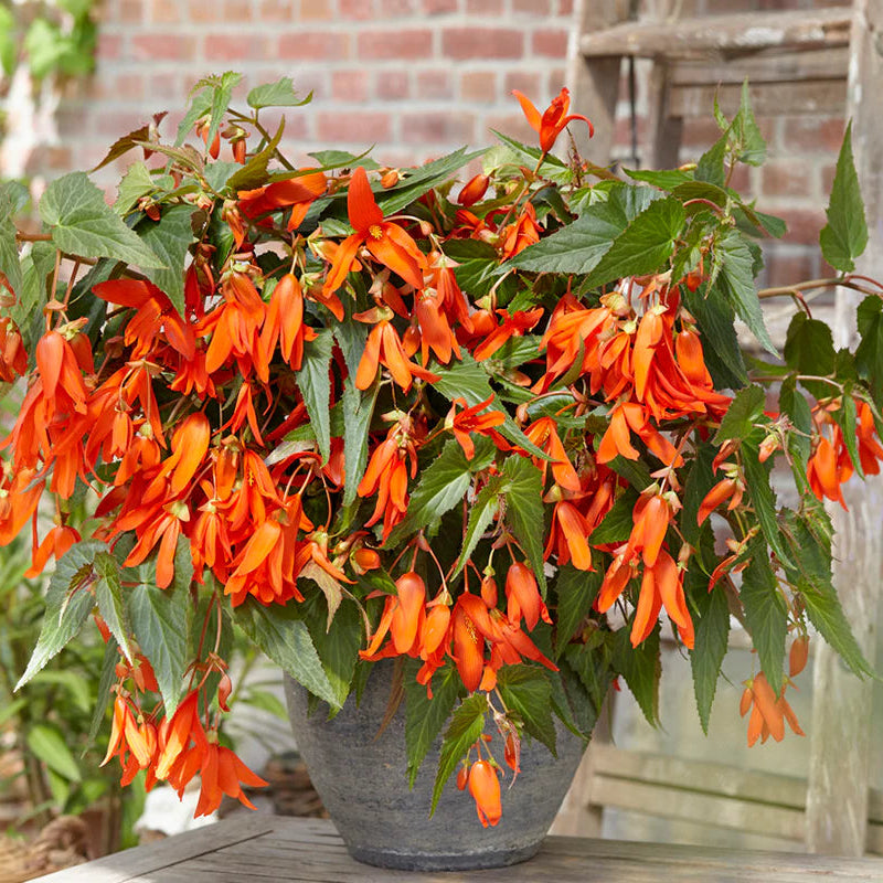 Bégonia Bertini Santa Cruz