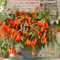 Bégonia Bertini Santa Cruz
