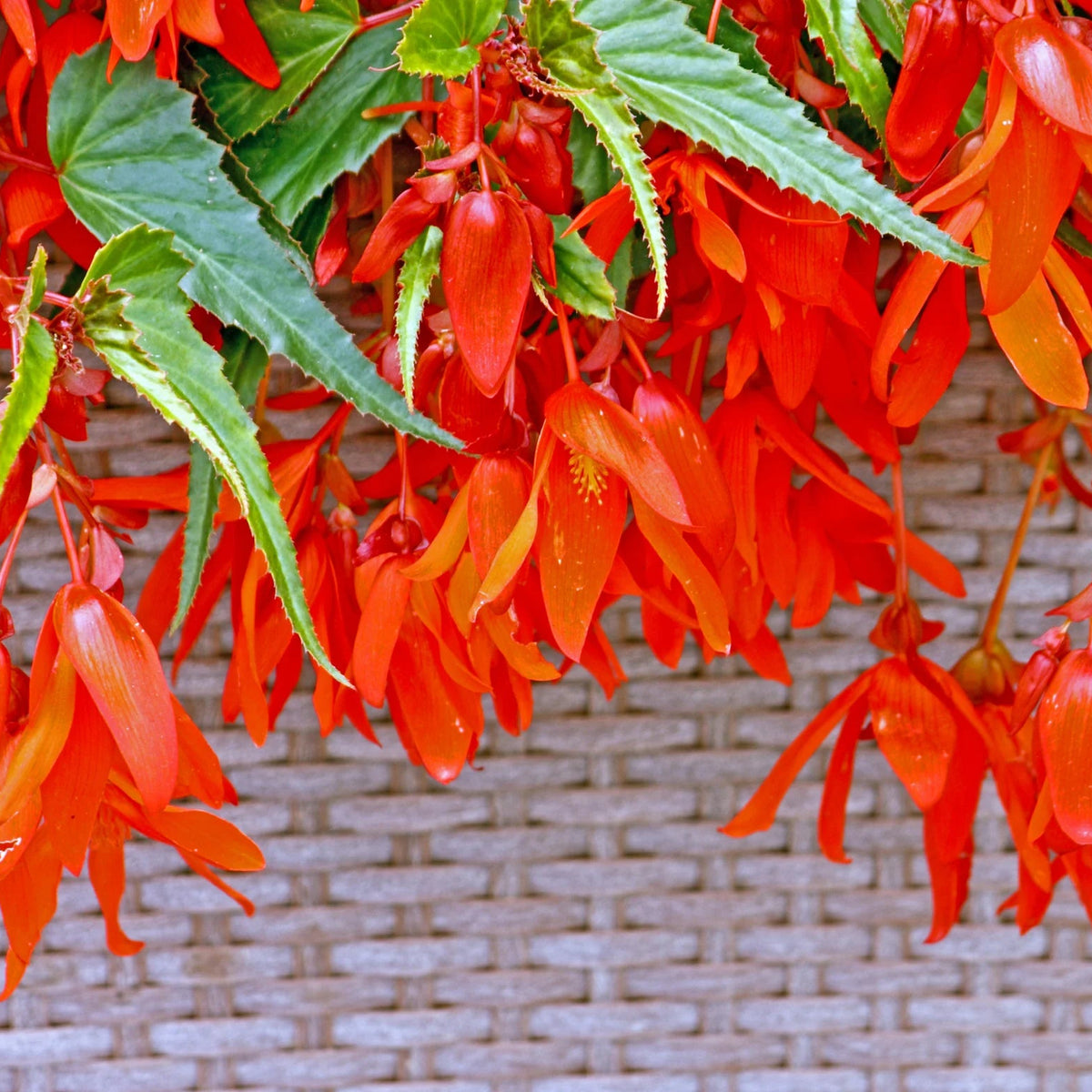 Bégonia Bertini Santa Cruz