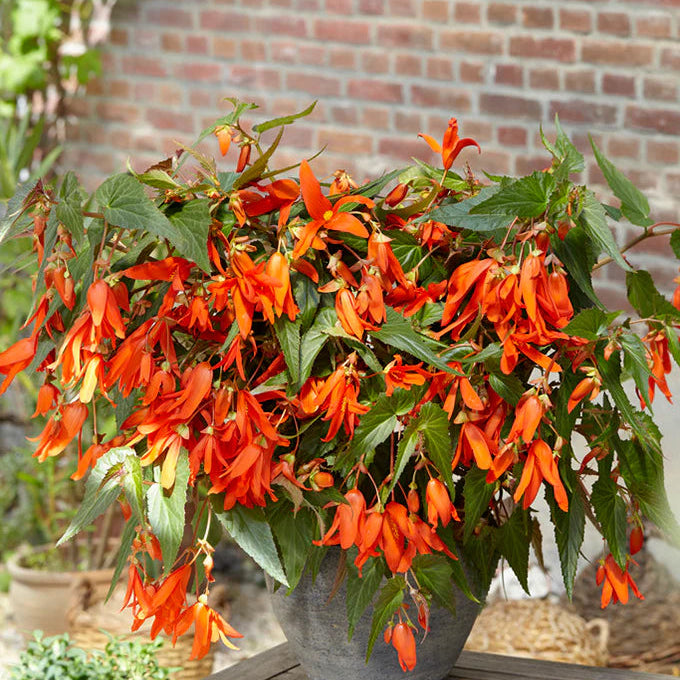 Bégonia Bertini Santa Cruz