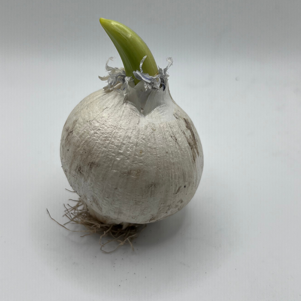 Allium Schubertii