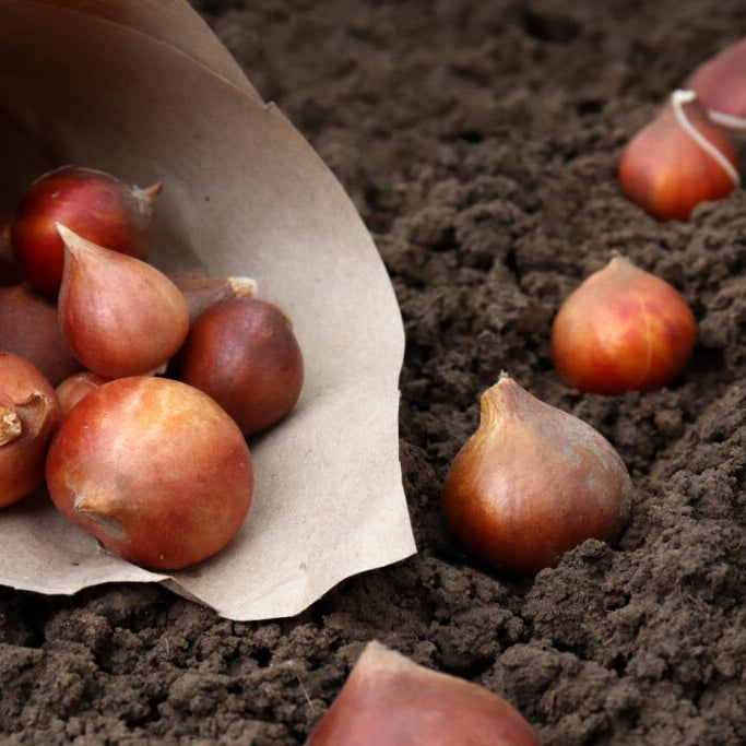 bulbe-tulipe-cultivé-france