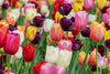 <strong>Bulbes d'automne</strong>