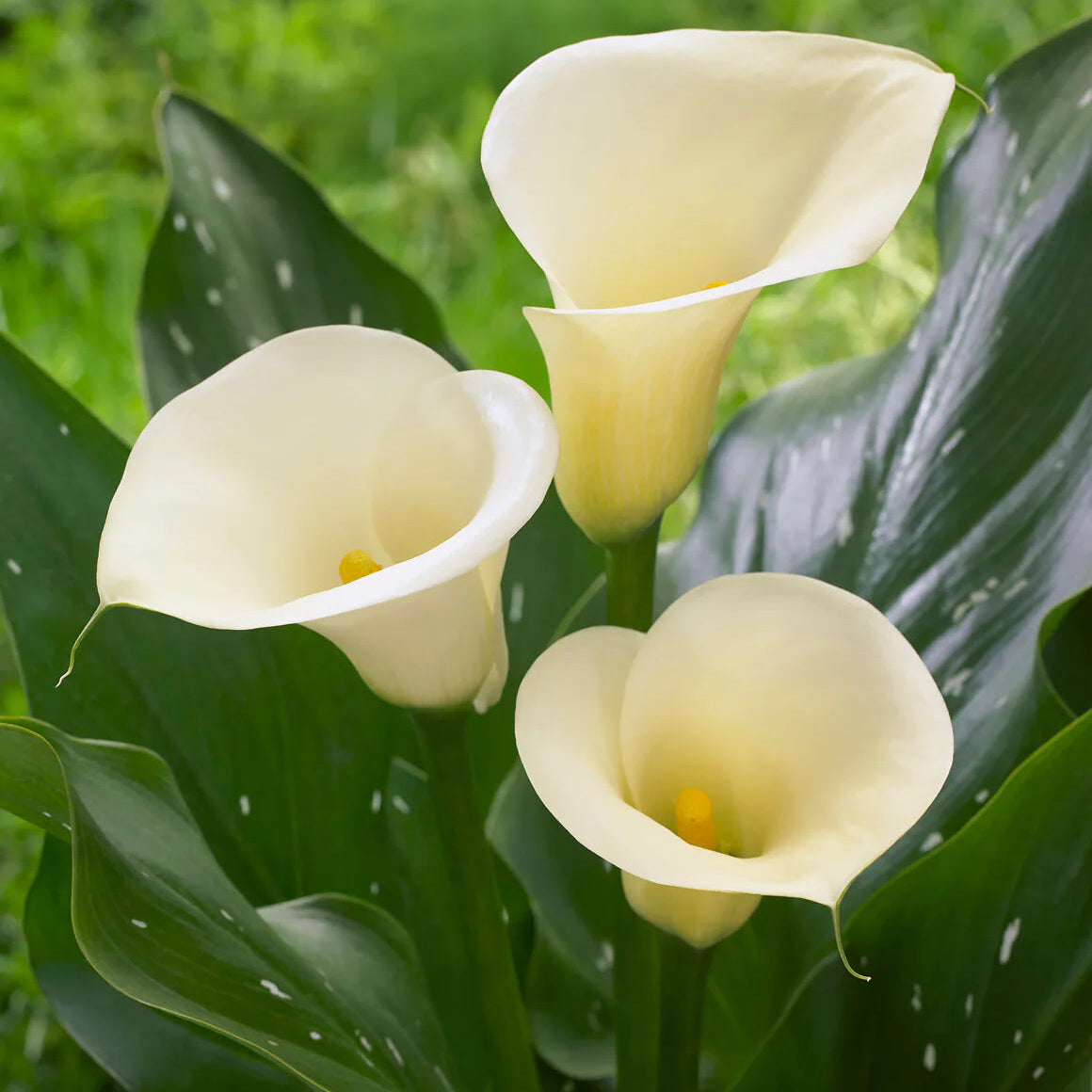 Arum lily zantedeschia Immagine