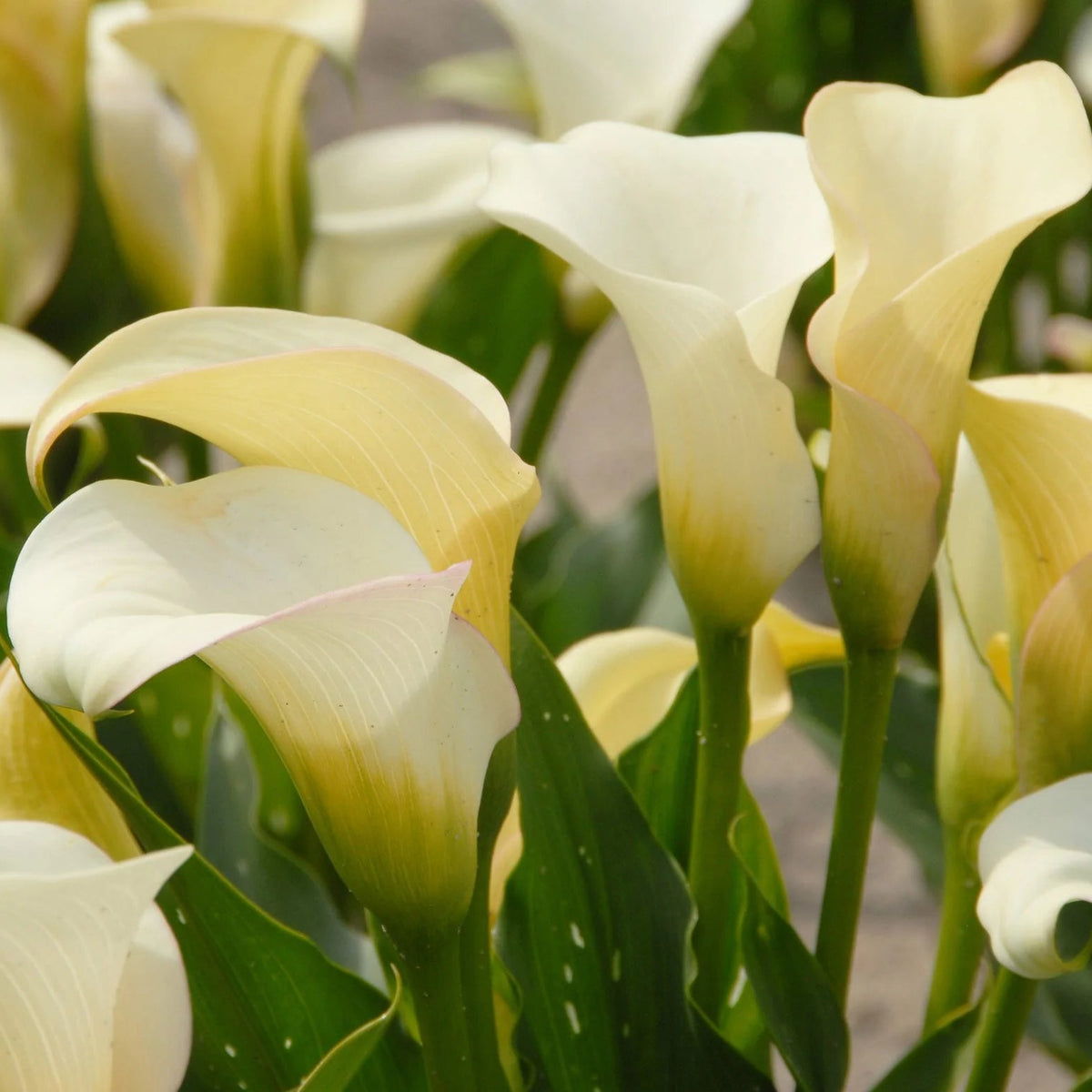 Arum lily zantedeschia