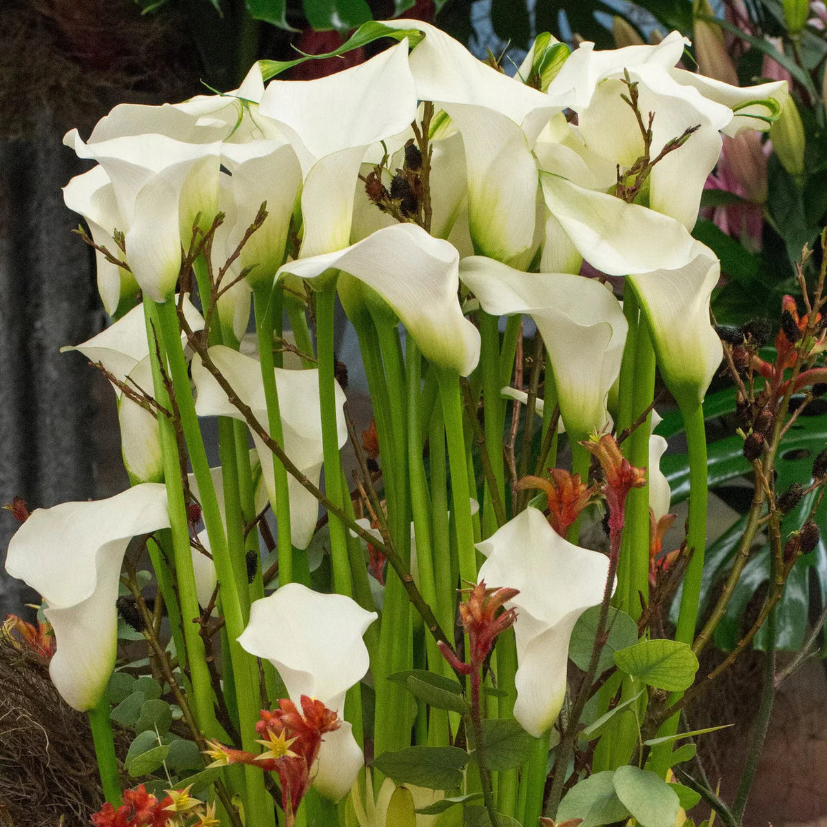Arum lily zantedeschia