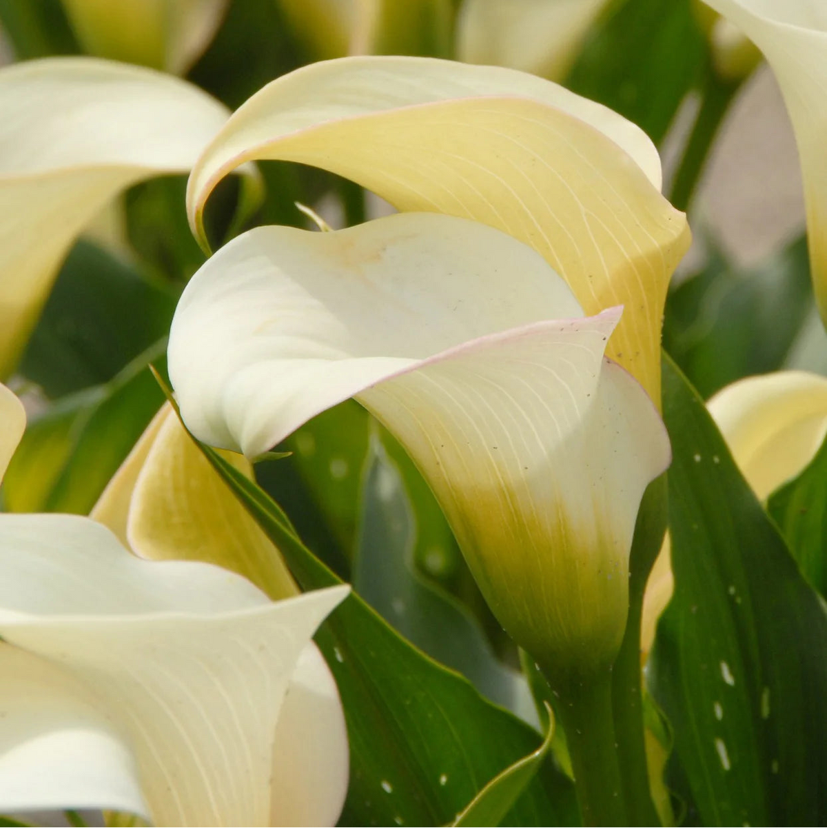 Arum lily zantedeschia