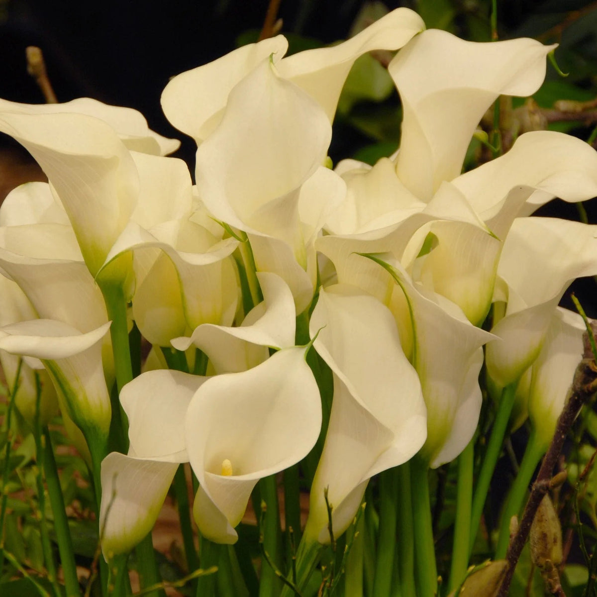 Arum lily zantedeschia