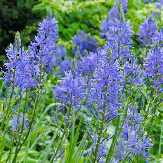 Camassia bleu