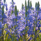 Camassia bleu