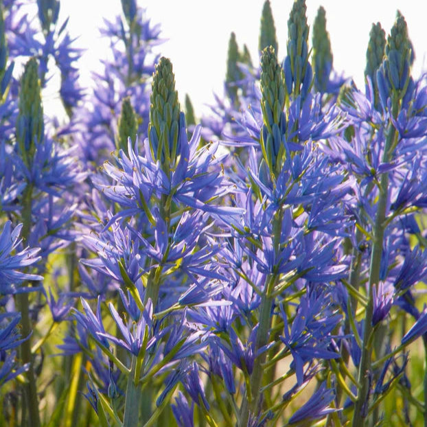 Camassia bleu