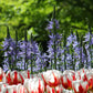 Camassia bleu