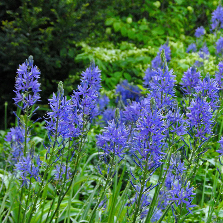 Camassia bleu