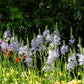 Camassia bleu