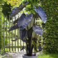 Colocasia Black coral