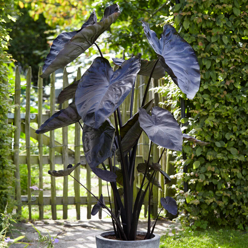Colocasia Black coral Imagen