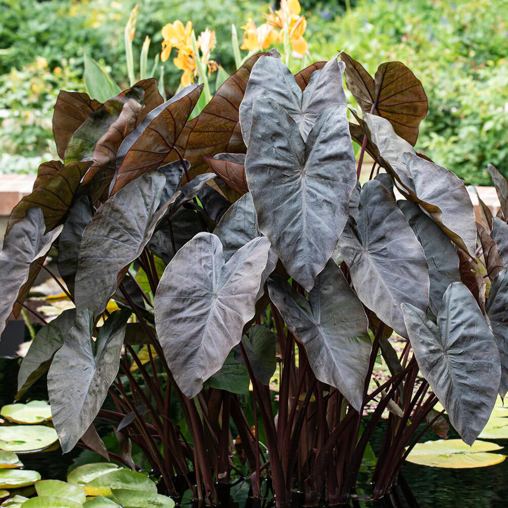 Colocasia Black coral