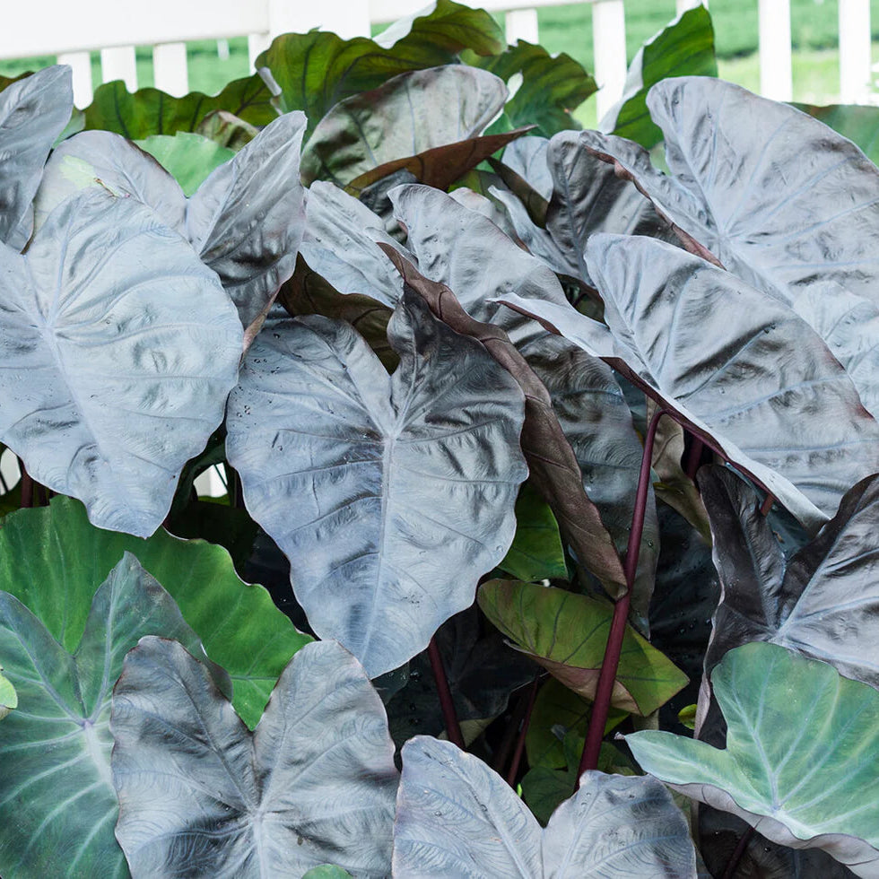 Colocasia Black coral