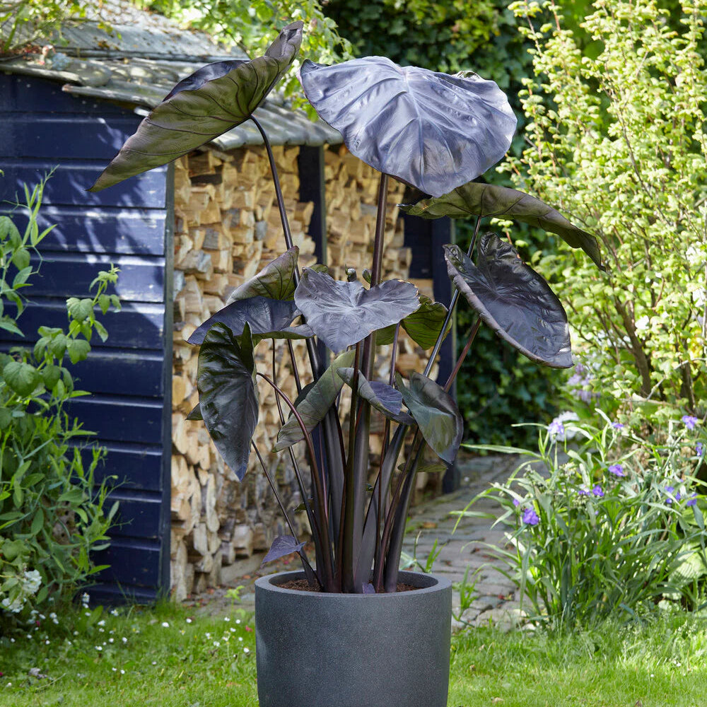 Colocasia Black coral