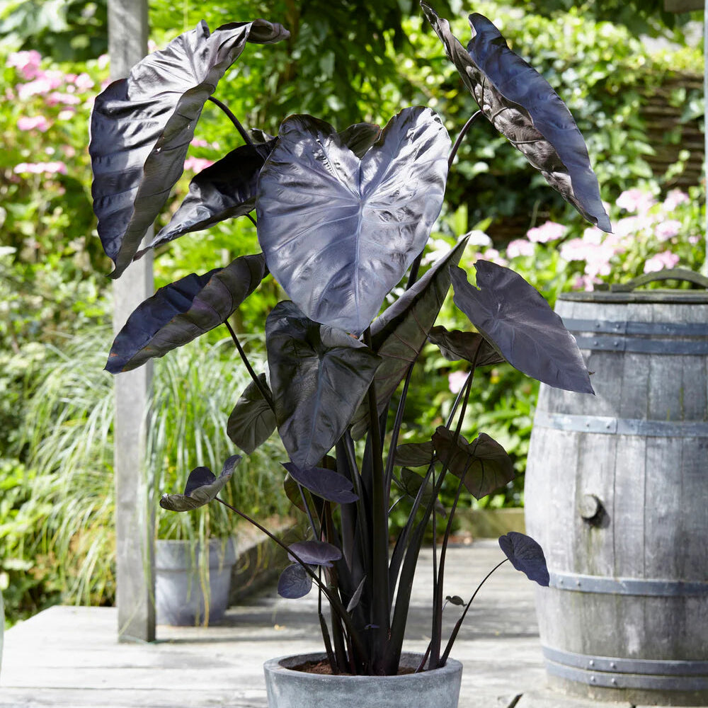 Colocasia Black coral