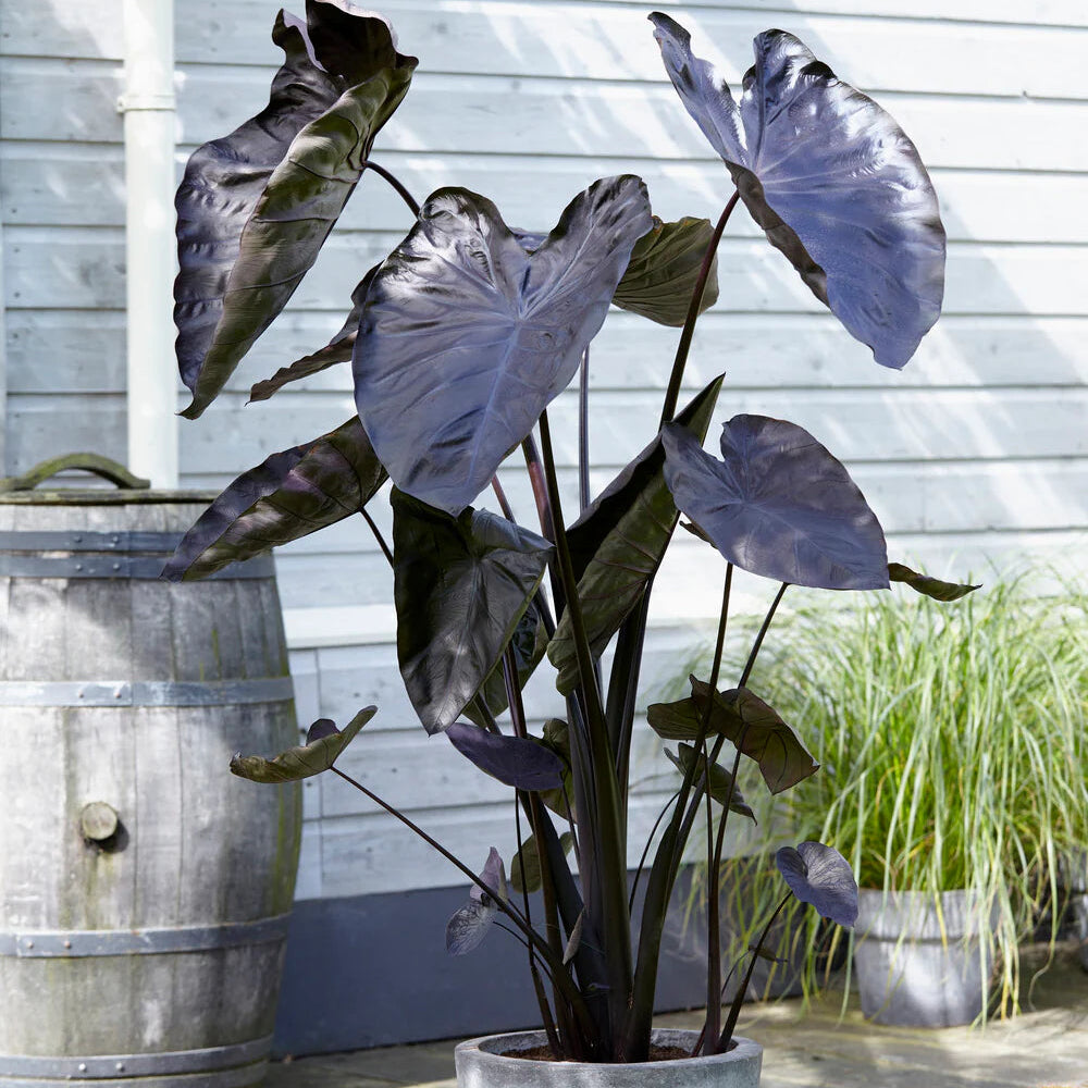 Colocasia Black coral