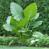 Colocasia Esculenta