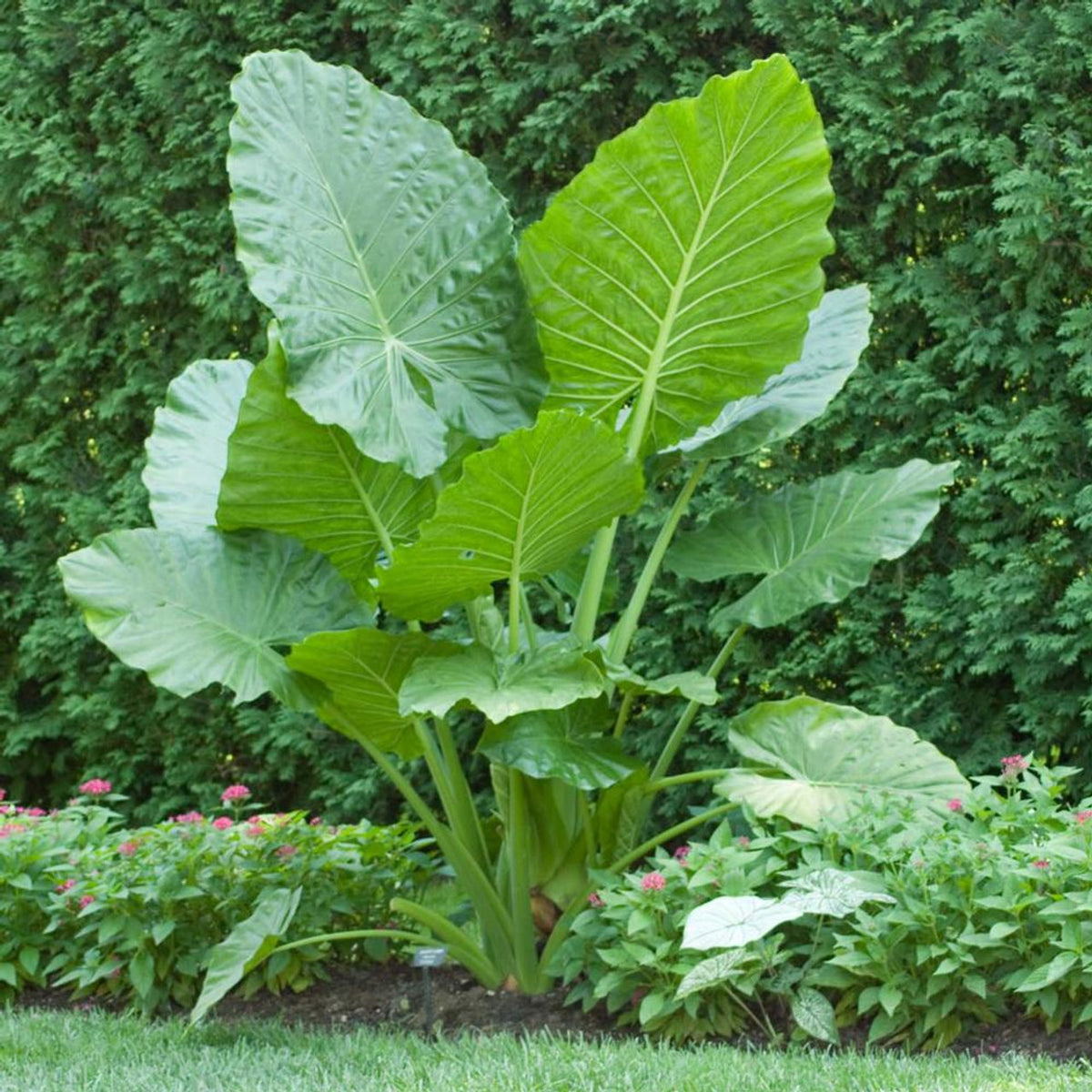 Colocasia Esculenta