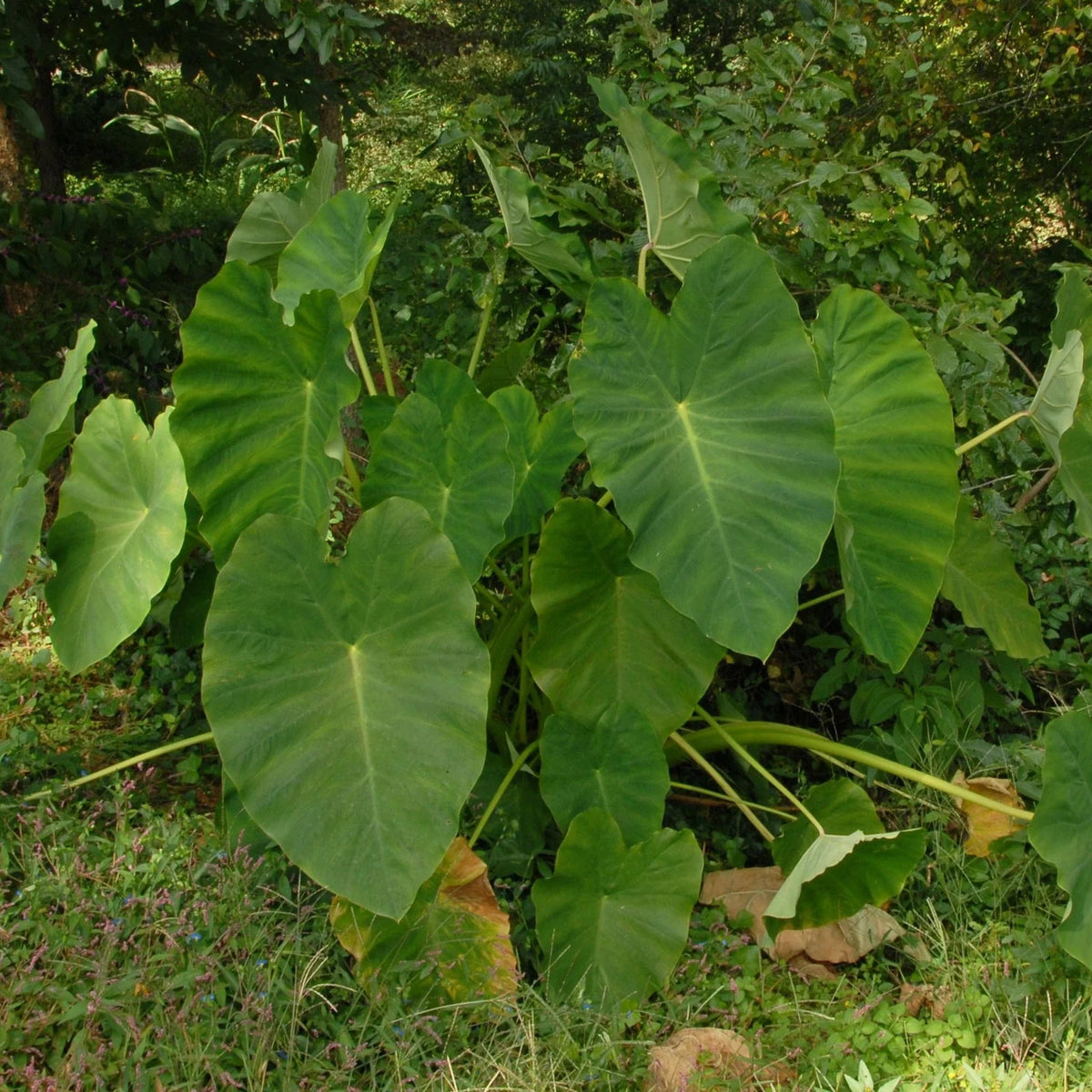 Colocasia esculenta