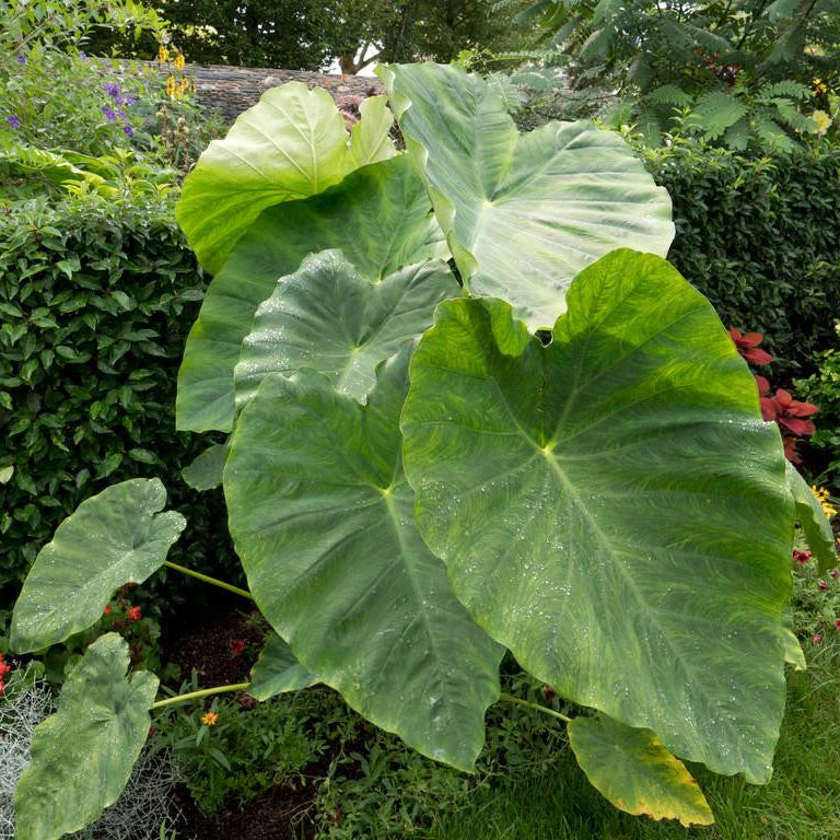 Colocasia esculenta