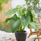 Colocasia Esculenta