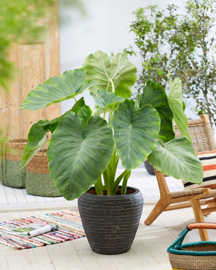 Colocasia Esculenta
