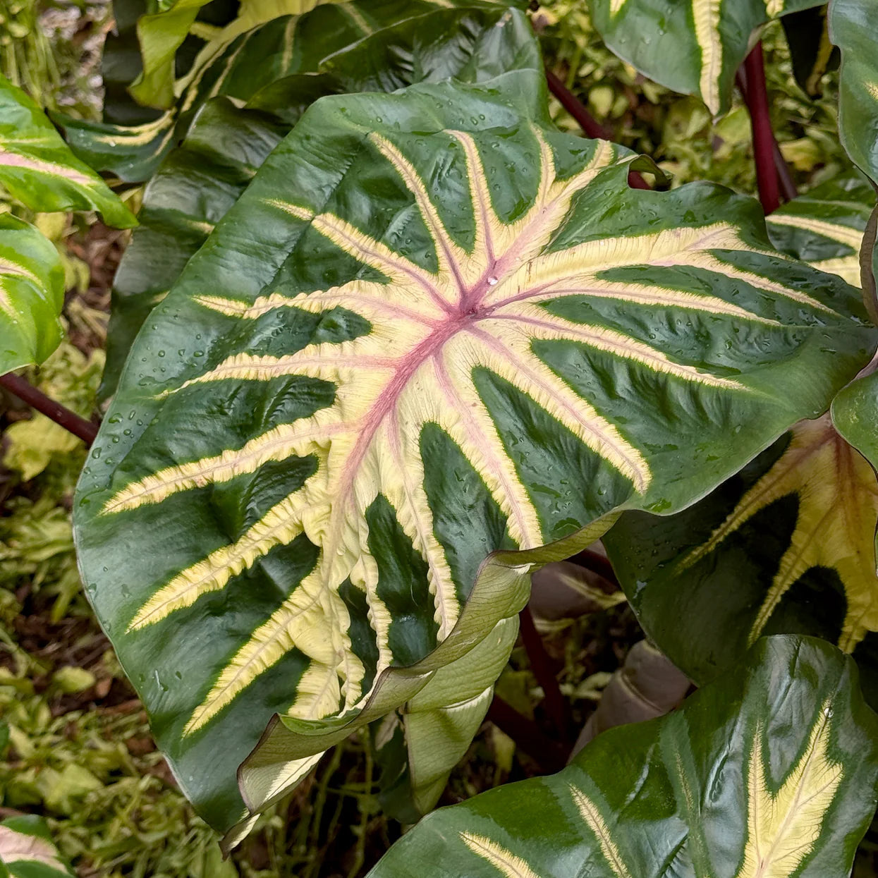 Colocasia esculenta white lava Immagine