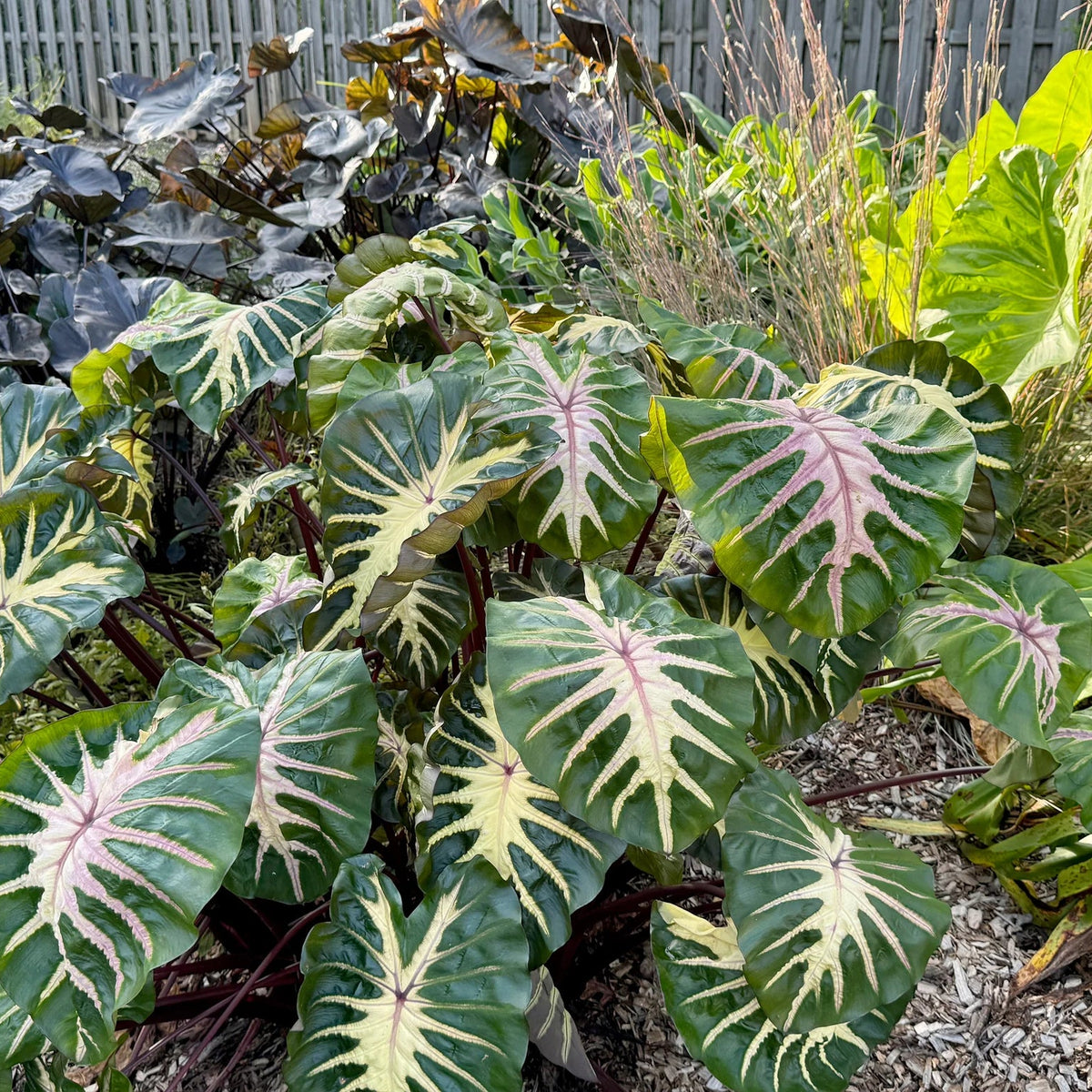 Colocasia esculenta white lava