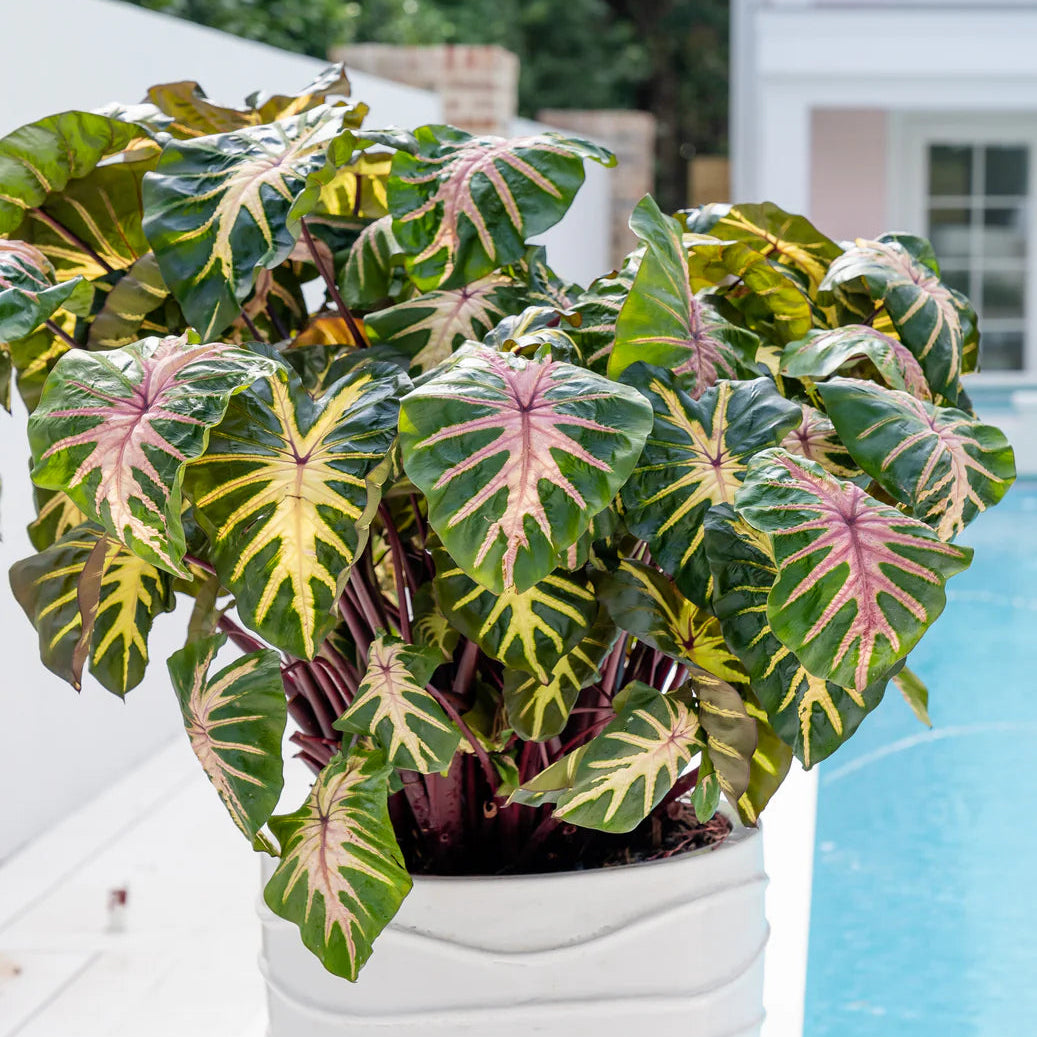 Colocasia esculenta white lava