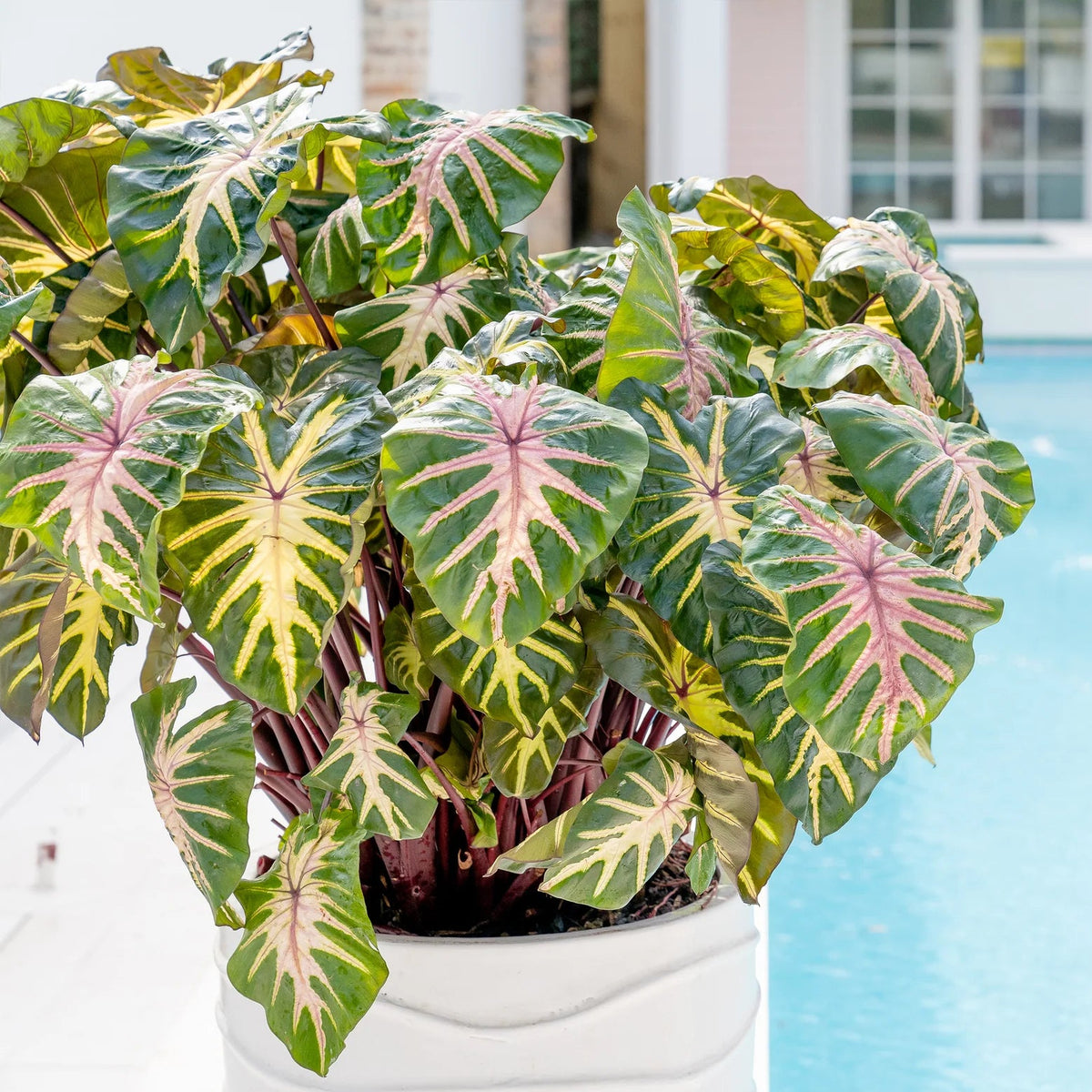 Colocasia esculenta white lava
