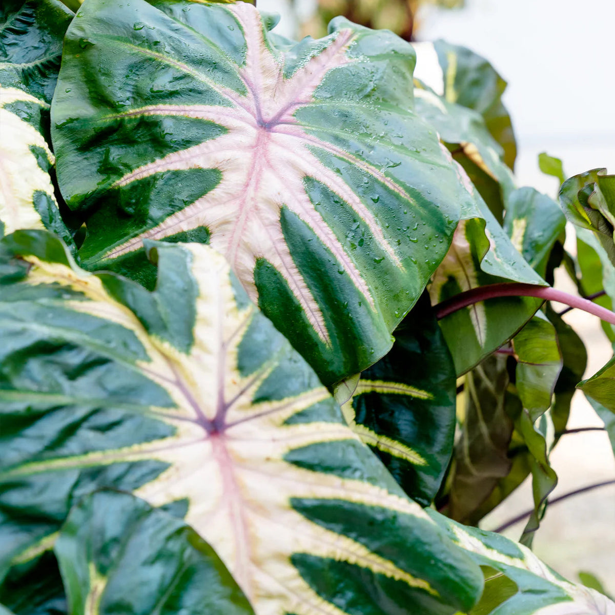 Colocasia esculenta white lava