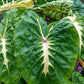 Colocasia esculenta white lava
