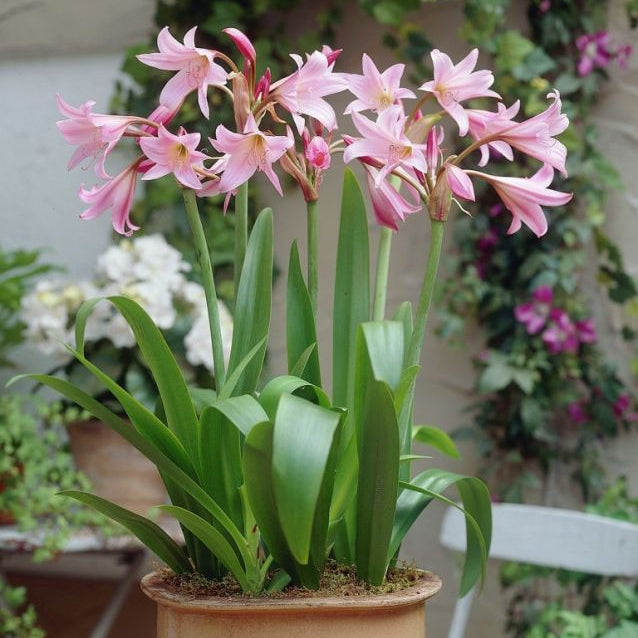 Crinum powellii Immagine