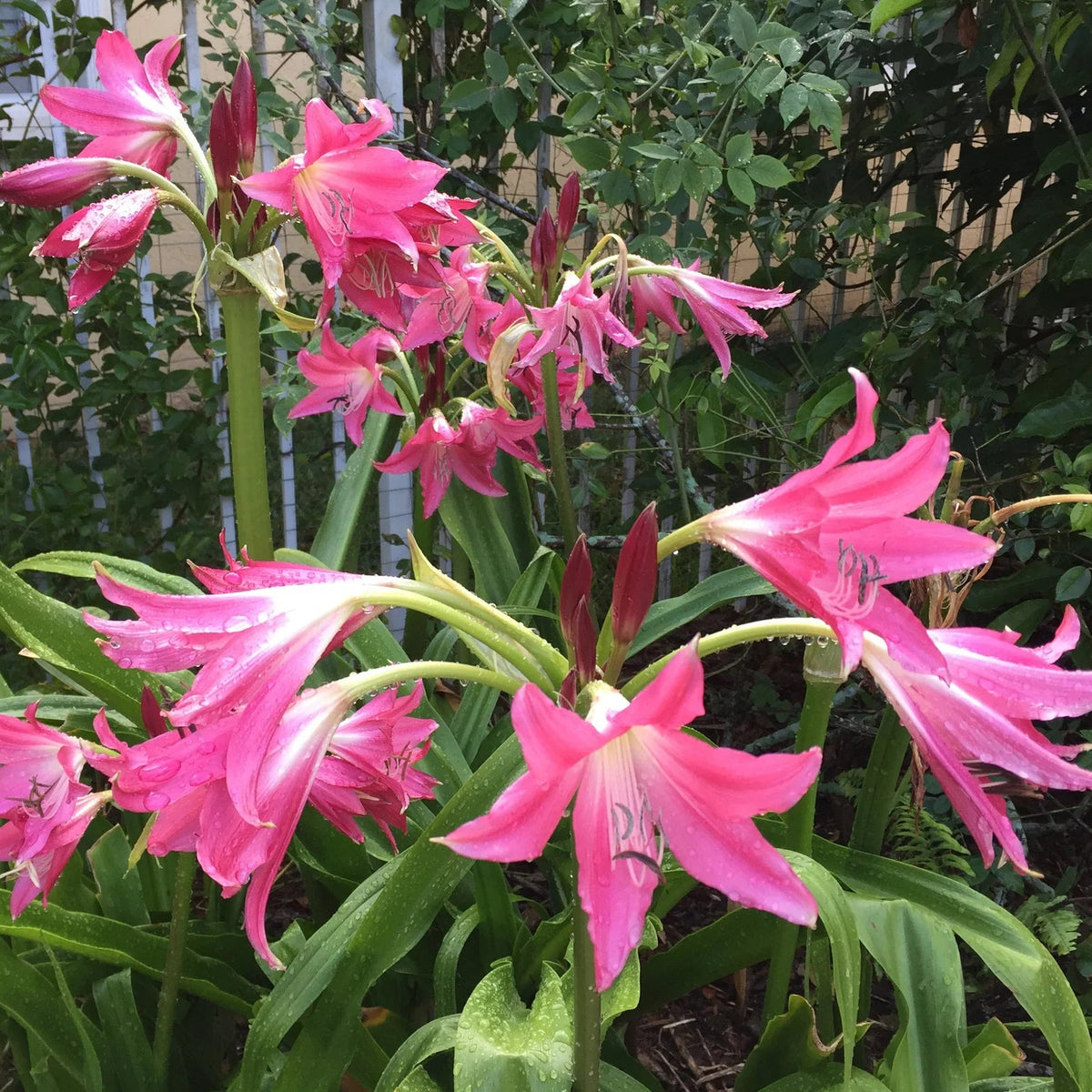 Crinum powellii