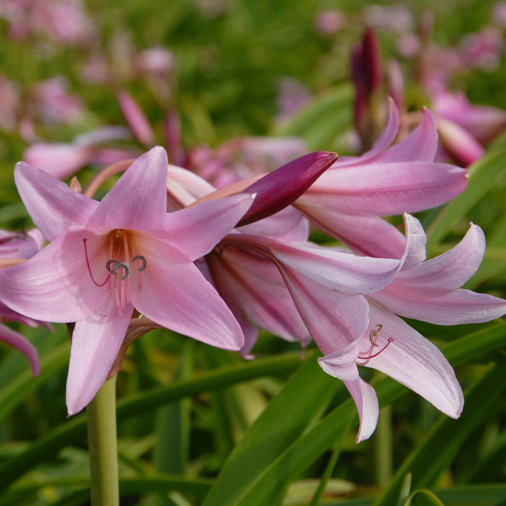 Crinum powellii