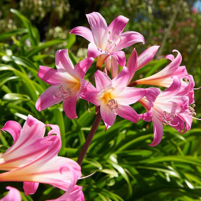 Crinum powellii