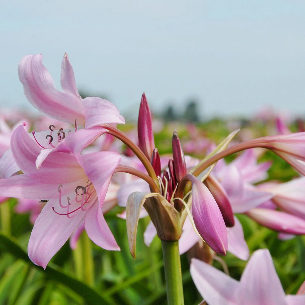 Crinum powellii