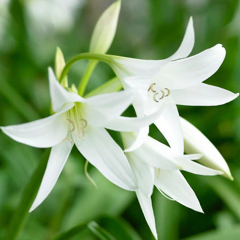 Crinum powellii 'Album'
