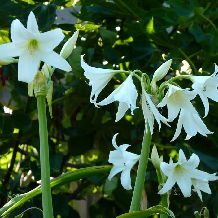 Crinum powellii 'Album'