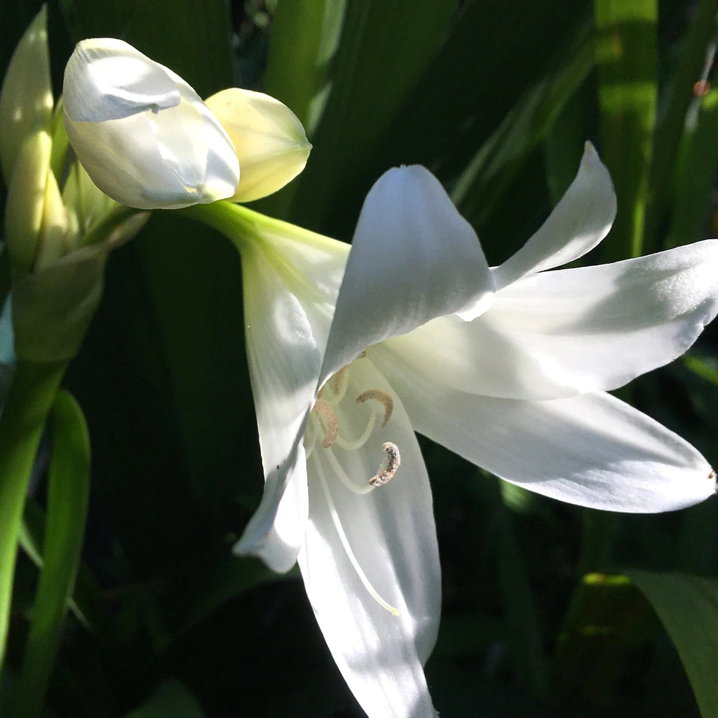Crinum powellii 'Album'