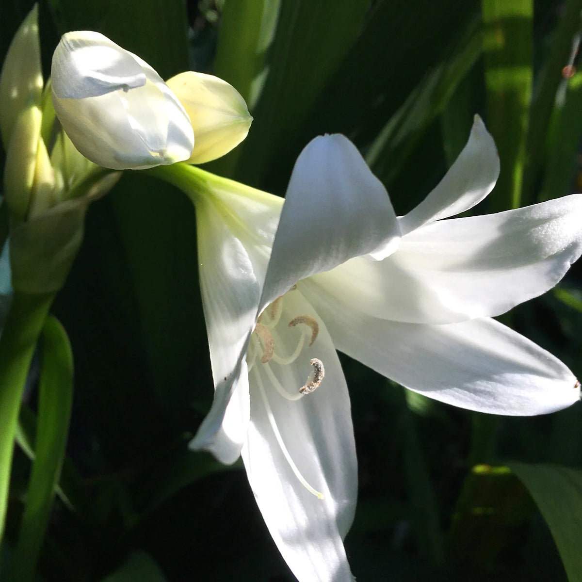 Crinum powellii 'Album'