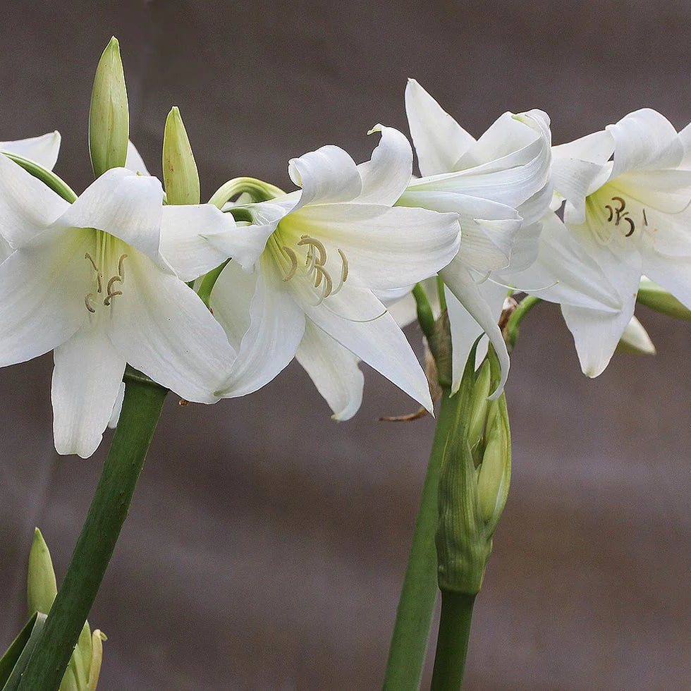 Crinum powellii 'Album'